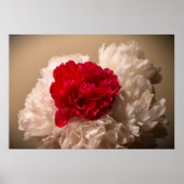 Peony, Poster (Vorne)