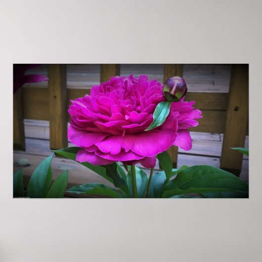 Peony, Poster (Vorne)