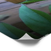 Peony, Poster (Ecke)