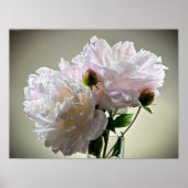 Peony, Poster (Vorne)