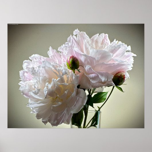 Peony, Poster (Vorne)