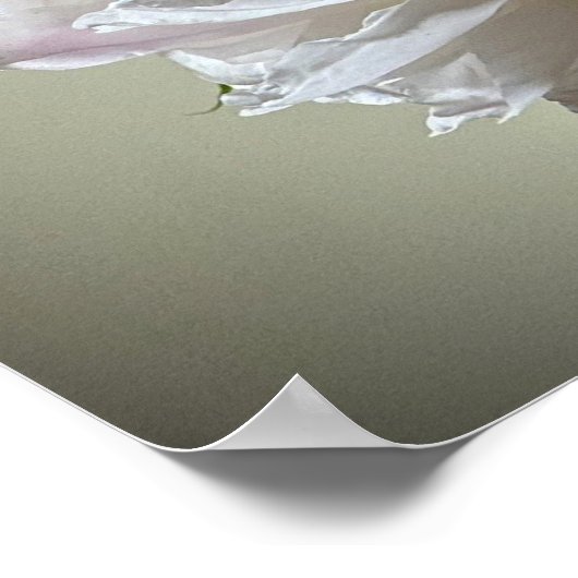 Peony, Poster (Ecke)