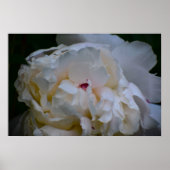 Peony, Poster (Vorne)