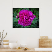 Peony, Poster (Küche)
