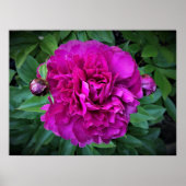 Peony, Poster (Vorne)