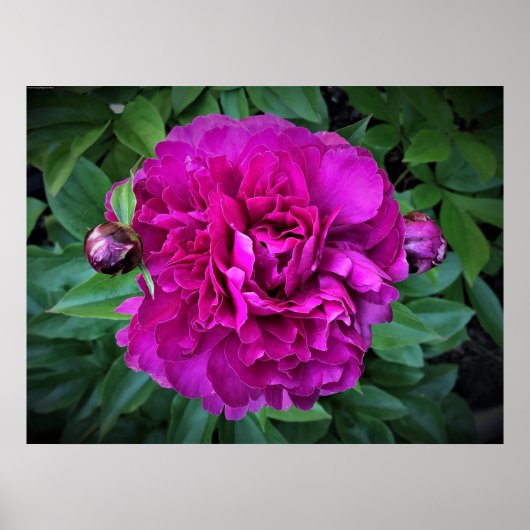 Peony, Poster (Vorne)