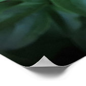 Peony, Poster (Ecke)