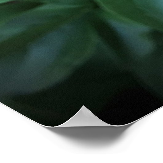 Peony, Poster (Ecke)