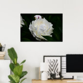 Peony, Poster (Heimbüro)