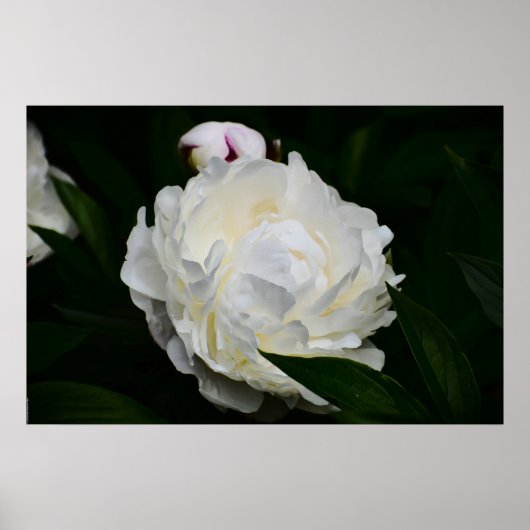 Peony, Poster (Vorne)
