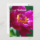 Peony Postkarte (Vorne/Hinten)