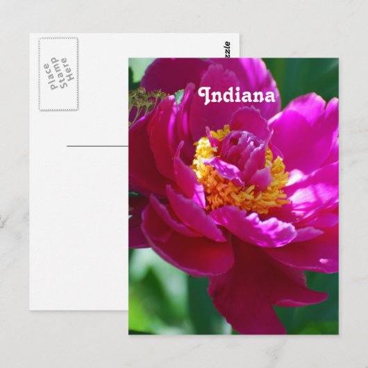 Peony Postkarte (Vorne/Hinten)