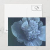 Peony Postkarte (Vorne/Hinten)