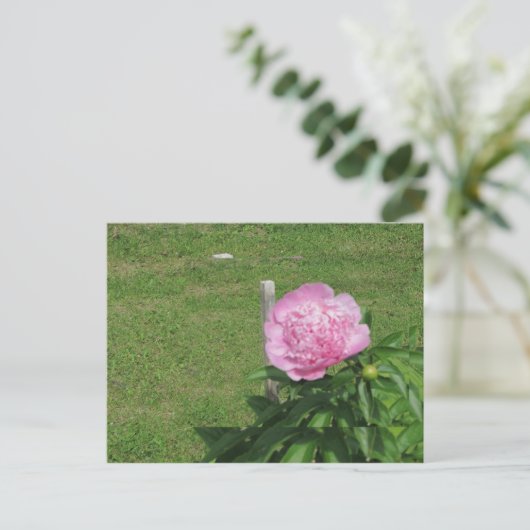 Peony Postkarte (Stehend Vorderseite)
