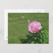 Peony Postkarte (Vorne/Hinten)