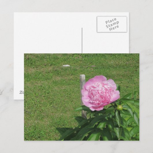 Peony Postkarte (Vorne/Hinten)