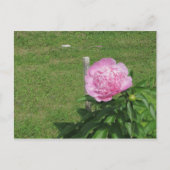 Peony Postkarte (Vorderseite)
