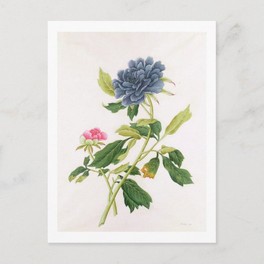 Peony Postkarte (Vorderseite)