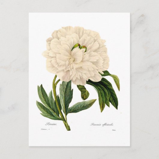 Peony Postkarte (Vorderseite)