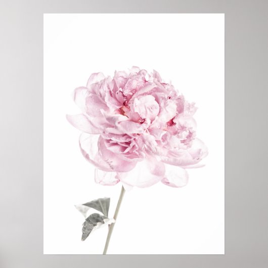 Peony Print Peony Wall Kunst Fotografie Poster (Vorne)