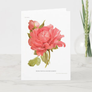 Peony 'Reine Elizabeth' Karte