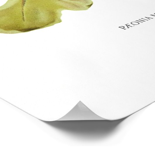 Peony 'Reine Elizabeth' Poster (Ecke)