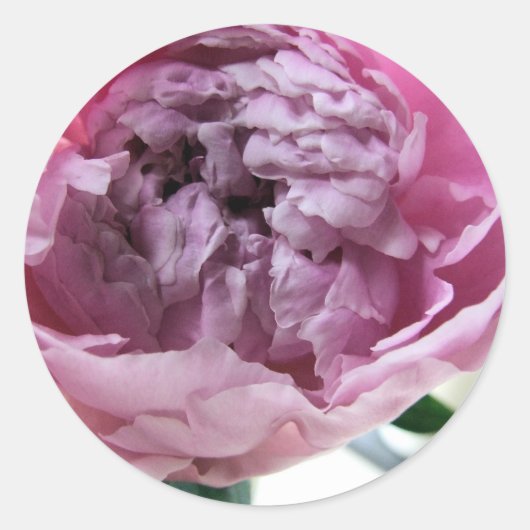 Peony Runder Aufkleber (Vorderseite)