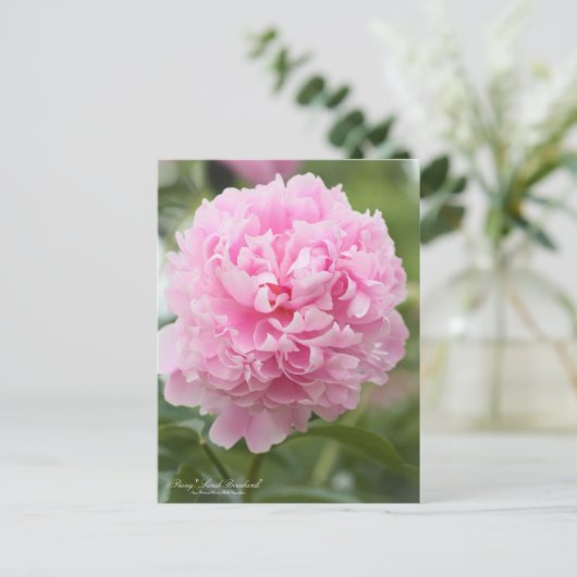 Peony "Sarah Bernhardt":Postcard Postkarte (Stehend Vorderseite)