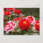 Peony "Shima-Nishiki":Postcard Postkarte (Vorderseite)