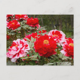 Peony "Shima-Nishiki":Postcard Postkarte