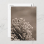 Peony Single Sepia Postkarte (Vorne/Hinten)