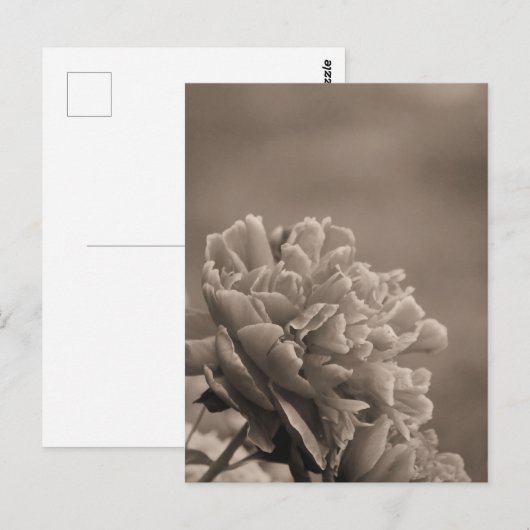 Peony Single Sepia Postkarte (Vorne/Hinten)