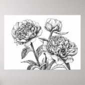Peony Tinte zeichnend Poster (Vorne)