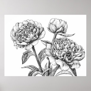 Peony Tinte zeichnend Poster