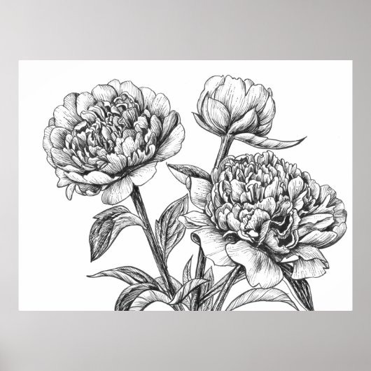 Peony Tinte zeichnend Poster (Vorne)