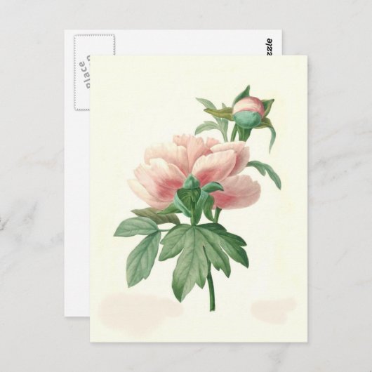 Peony von Pierre-Joseph Redouté Postkarte (Vorne/Hinten)
