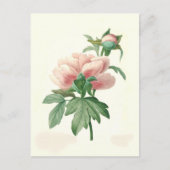 Peony von Pierre-Joseph Redouté Postkarte (Vorderseite)