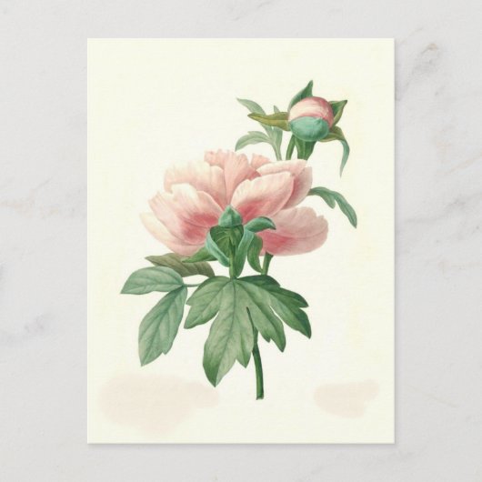 Peony von Pierre-Joseph Redouté Postkarte (Vorderseite)