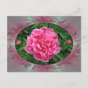 Peony w/buds ~ Postcard Postkarte