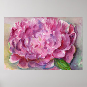 Peony Watercolor Poster