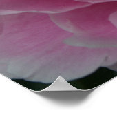 Peonys in voller Blüte Poster (Ecke)