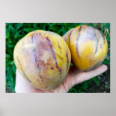 Pepino Melon frucht Poster (Vorne)