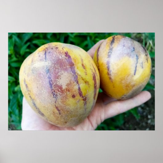 Pepino Melon frucht Poster (Vorne)