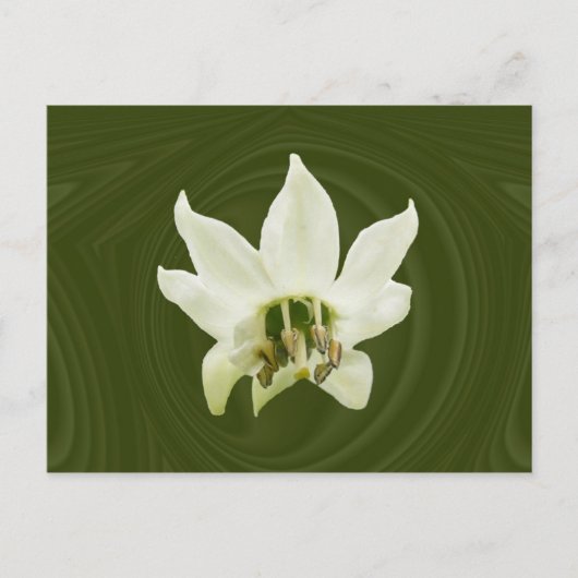 Pepper-Blume abstrakt ~ Postkarte (Vorderseite)