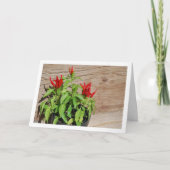 Pepper-Pflanze-Anzeige für den roten Chili Karte (Vorderseite)