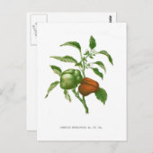 Pepper Postkarte (Vorne/Hinten)