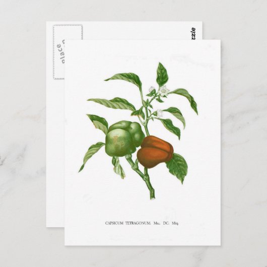 Pepper Postkarte (Vorne/Hinten)