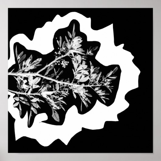 Pepper Tree Blume Blätter Nature Poster (Vorne)