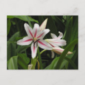 Peppermint Crinum Lido Postkarte (Vorderseite)