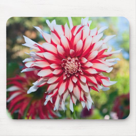 Peppermint Dahlia Mousepad (Vorne)